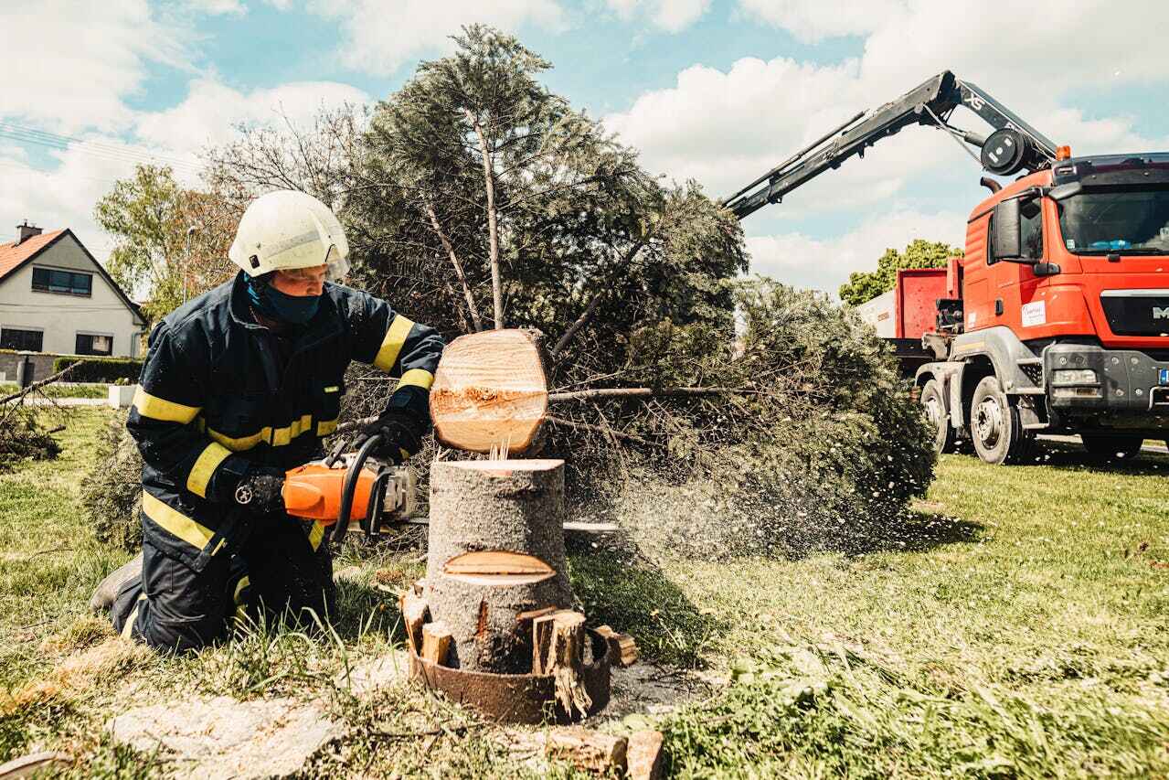 Emergency Storm Tree Removal in Sand Lake, MI